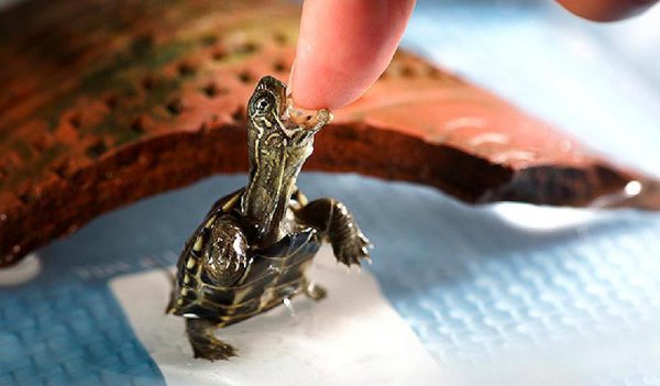 乌龟寿命最长多少年