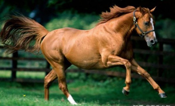 汗血宝马流的汗是血吗