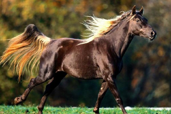 汗血宝马流的汗是血吗