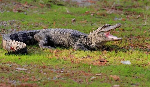 恐龙是怎么灭绝的原因和依据