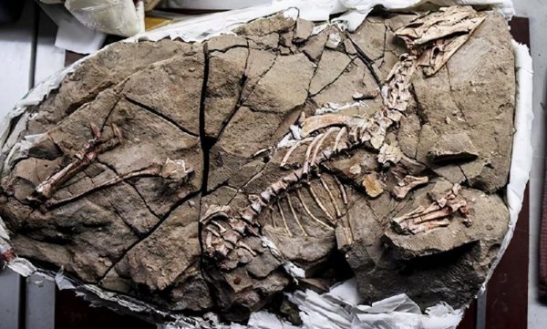 恐龙是怎么灭绝的原因和依据