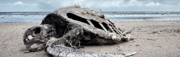 恐龙是怎么灭绝的原因和依据