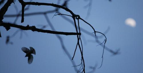 韦应物是哪个朝代的诗人