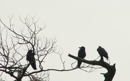 韦应物是哪个朝代的诗人