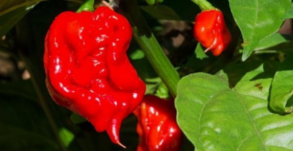 中国最辣的辣椒排名