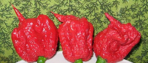 中国最辣的辣椒排名