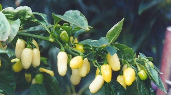 中国最辣的辣椒排名