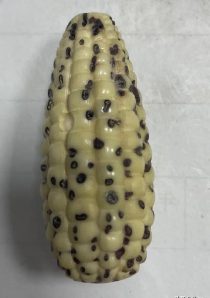 千眼菩提子的作用与功效