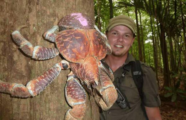 世界上最可怕的动物