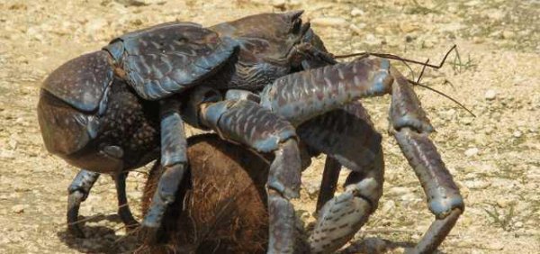 世界上最可怕的动物