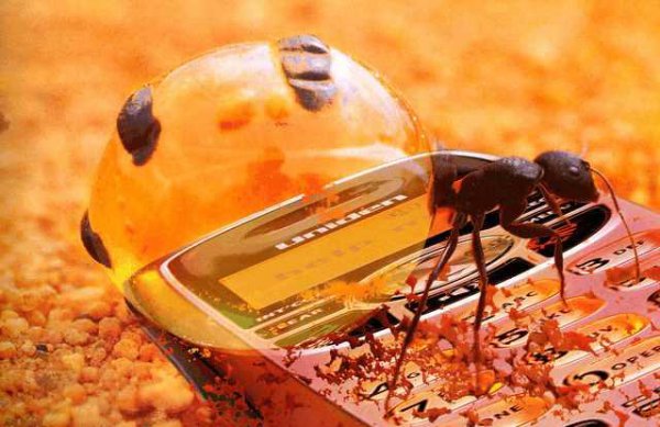 世界上最可怕的动物