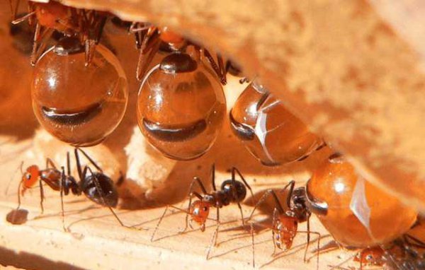 世界上最可怕的动物