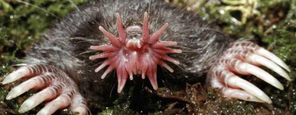 世界上最可怕的动物