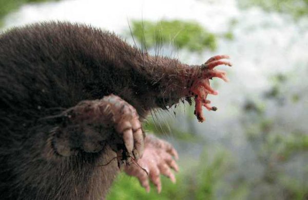 世界上最可怕的动物