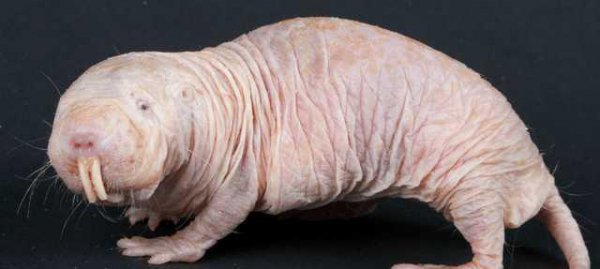 世界上最可怕的动物