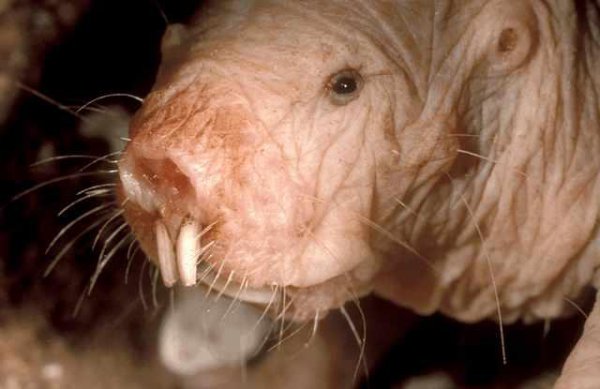 世界上最可怕的动物