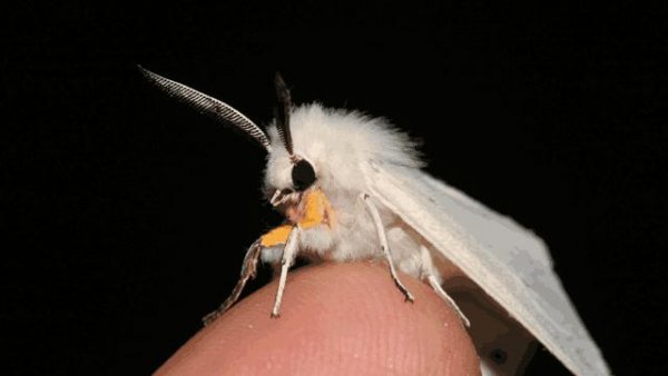 世界上最可怕的动物