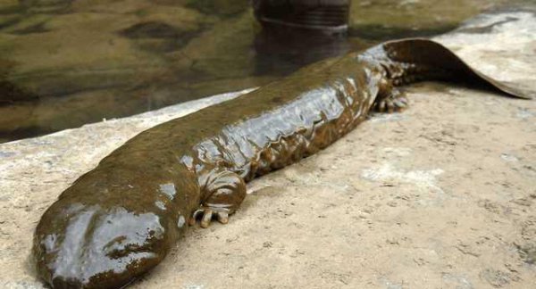 世界上最可怕的动物