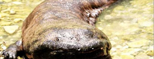 世界上最可怕的动物