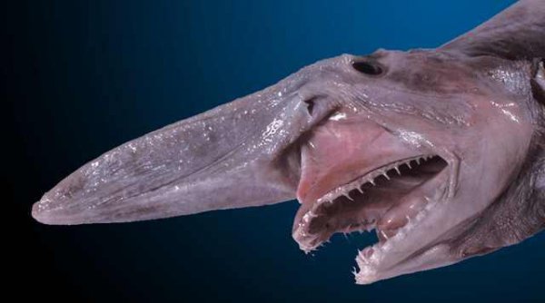 世界上最可怕的动物