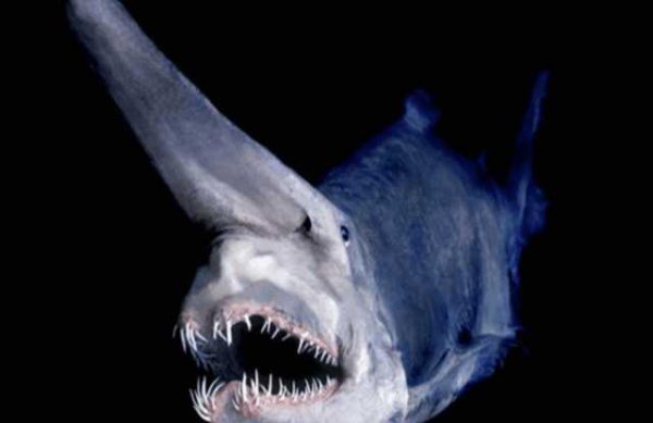 世界上最可怕的动物