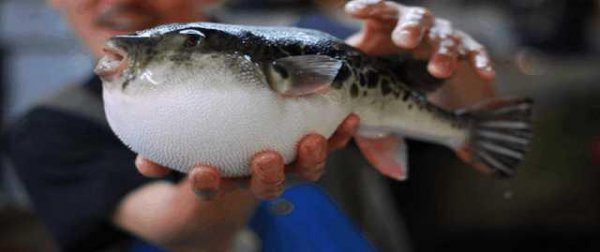 世界上最可怕的动物