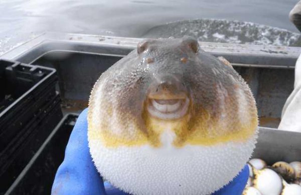 世界上最可怕的动物