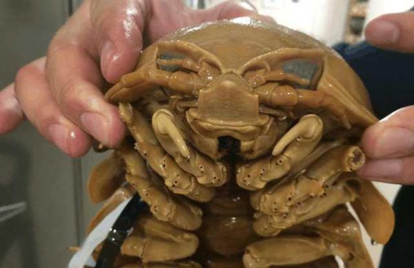 世界上最可怕的动物