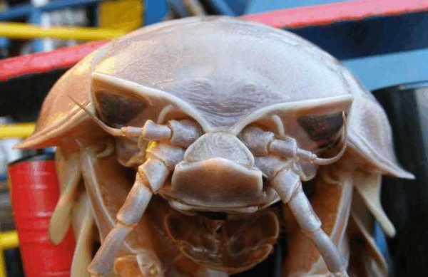 世界上最可怕的动物