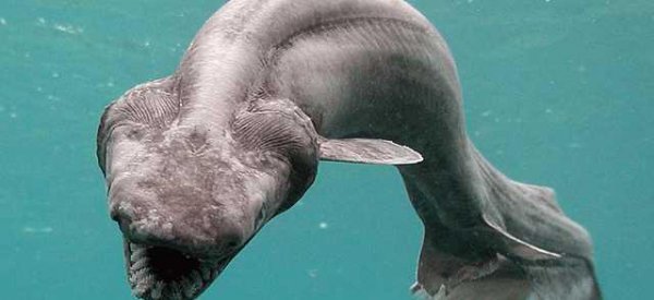 世界上最可怕的动物