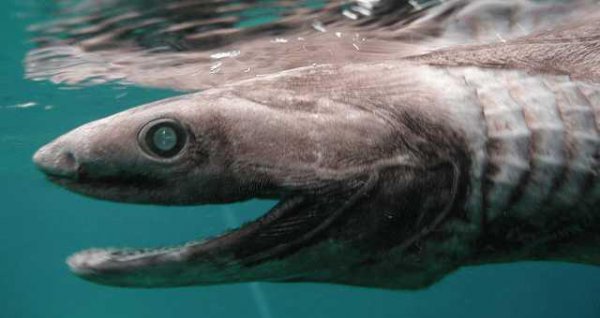 世界上最可怕的动物