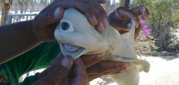 世界上最可怕的动物