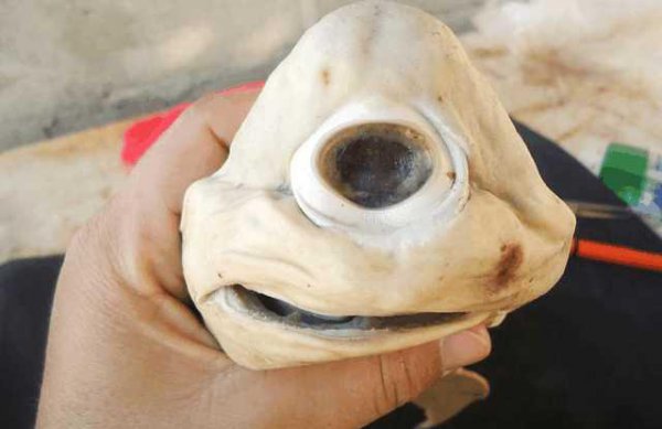 世界上最可怕的动物