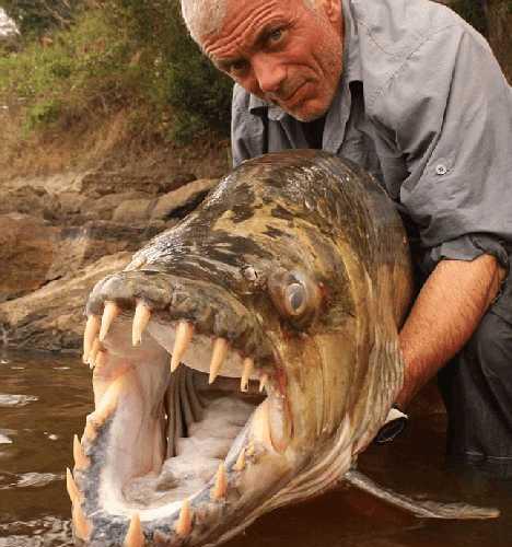 世界上最可怕的动物