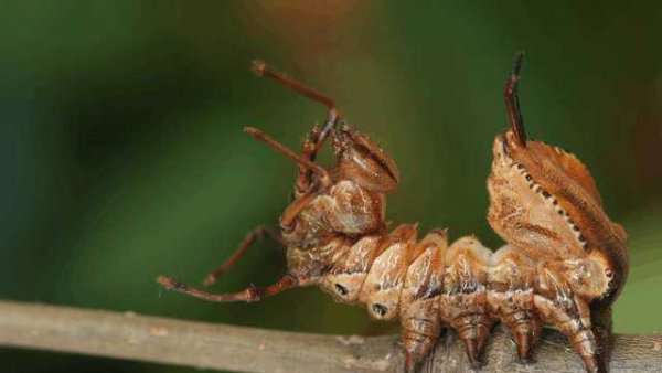 世界上最可怕的动物