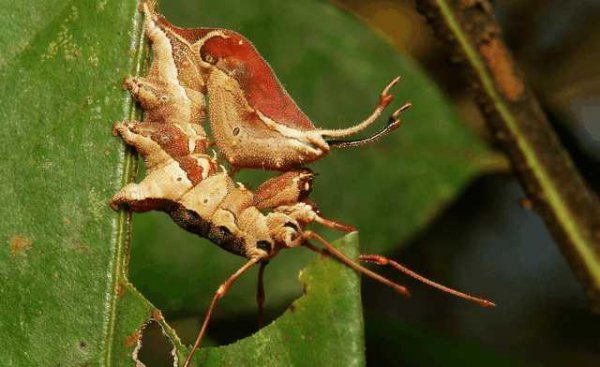 世界上最可怕的动物