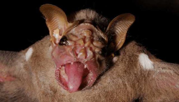 世界上最可怕的动物