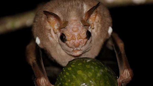 世界上最可怕的动物