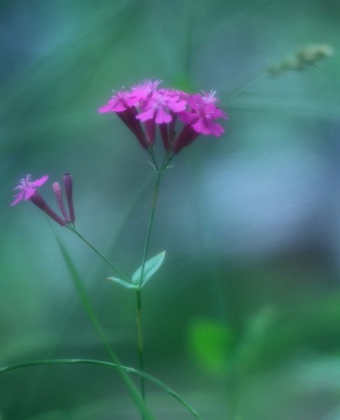 东施效颦的故事及寓意