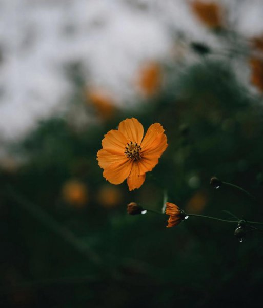 优美的开头和结尾摘抄