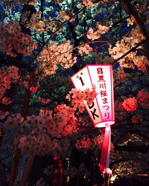 优美的开头和结尾摘抄