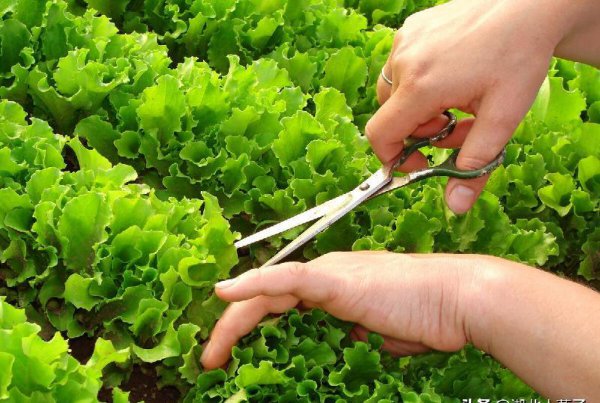 十大最有营养的蔬菜排名