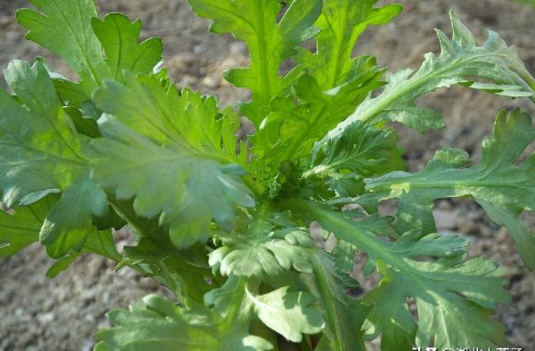 十大最有营养的蔬菜排名