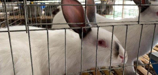 养100只兔子一年能赚大概多少钱