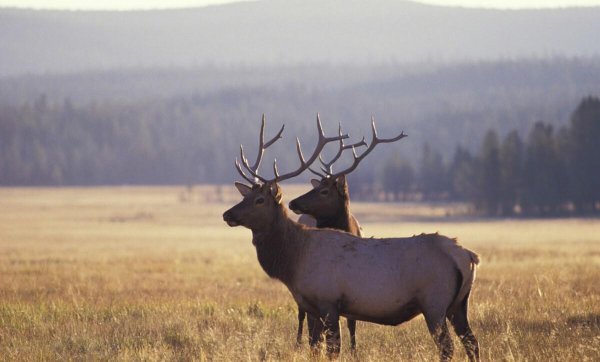 用典是修辞手法吗