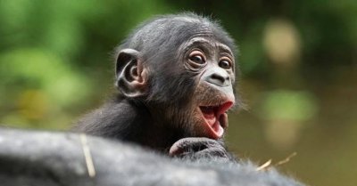 与人类亲缘关系最近的类人猿 黑猩猩有可能变成人吗