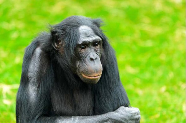 与人类亲缘关系最近的类人猿