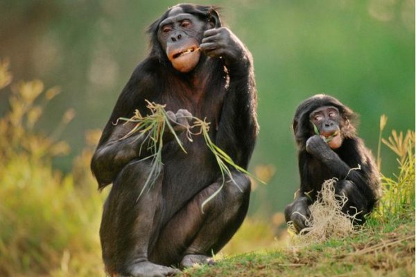 与人类亲缘关系最近的类人猿