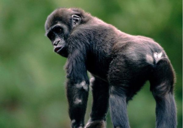 与人类亲缘关系最近的类人猿