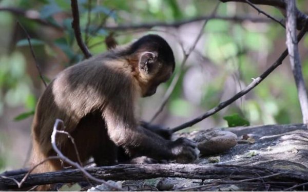 与人类亲缘关系最近的类人猿